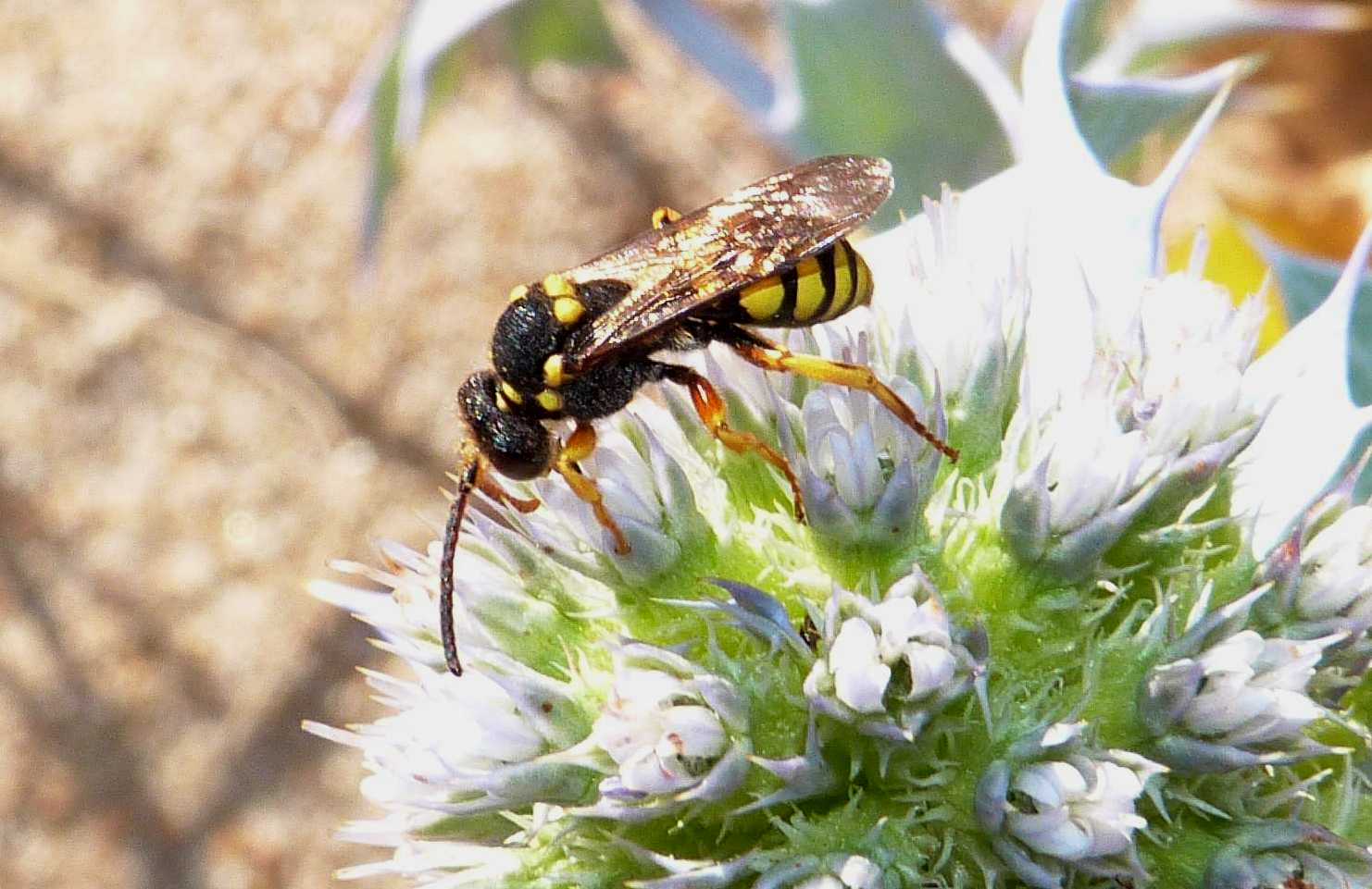 Nomada numida - Porto Liscia (OT)